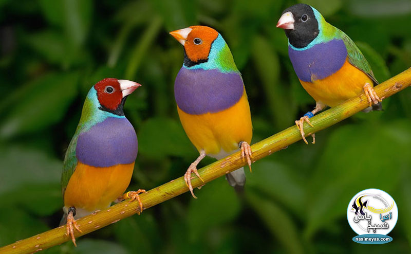 غذای پرندگان کوچک زینتی و انواع فنچ ولنس پادوان,Padovan Wellness tropical finches
