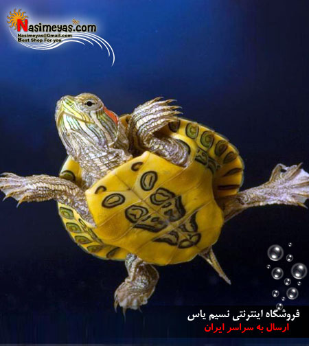 فروش لاکپشت گوش قرمز جوان