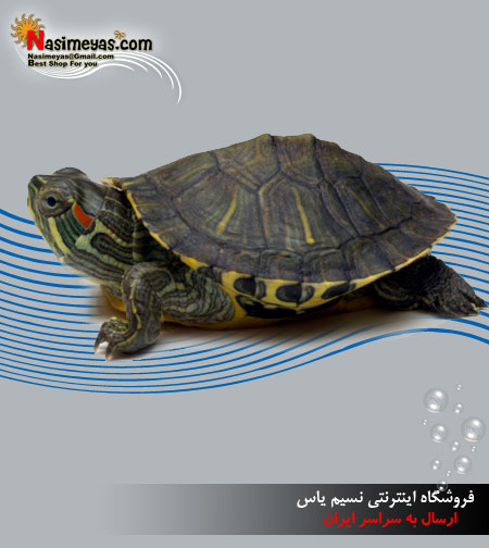 فروش لاک پشت آبی