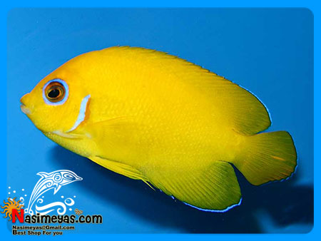 فروش فرشته کوتوله لیمویی - Lemonpeel Angelfish