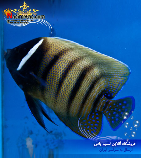 فروش فرشته 6 خط