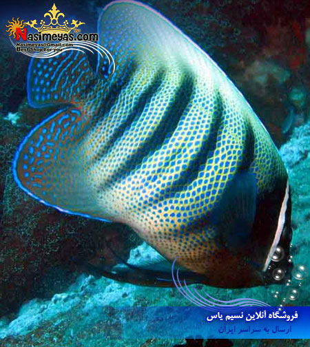 فروش فرشته 6 خط Pomacanthus sexstriatus