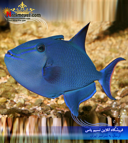 ماشه ماهی نایجر آب شور