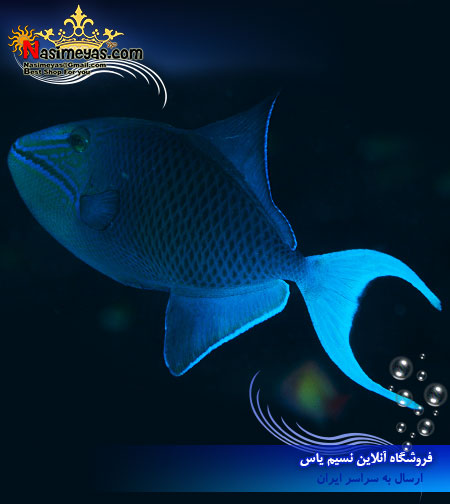 فروش ماهی نایجر آب شور