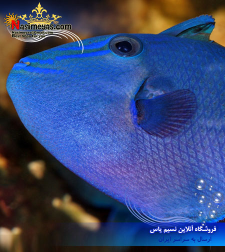 خرید ماهی نایجر آب شور