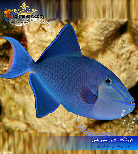 odonus niger fish