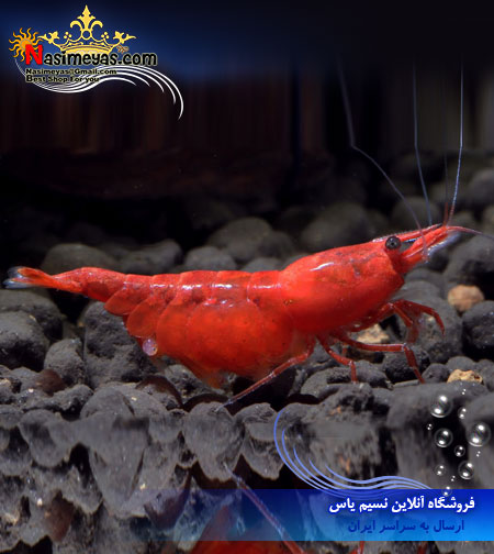 فروش میگو سوپر رد فایر آب شیرین