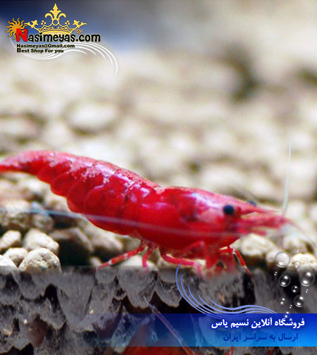 فروش میگو سوپر رد فایر Super Red Fire Shrimp آب شیرین