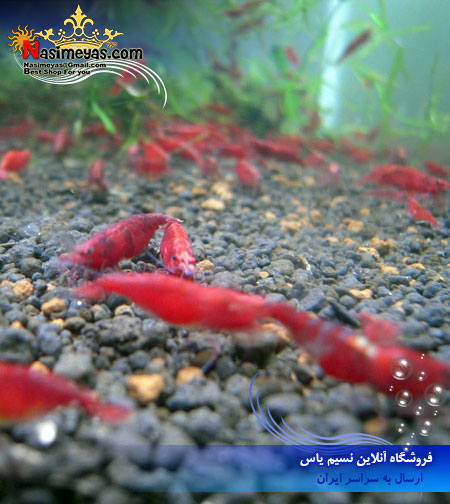 خرید میگو سوپر رد فایر آب شیرین