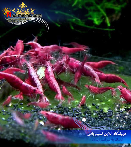 Super Red Fire Shrimp