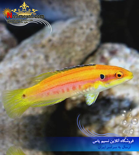 فروش ماهی هاگ فیش زرد دو خال