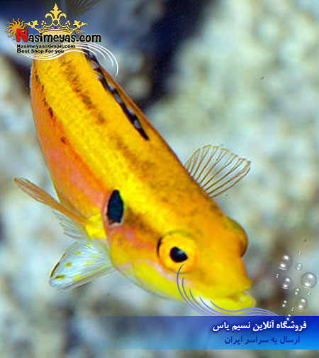 فروش bodianus bimaculatus