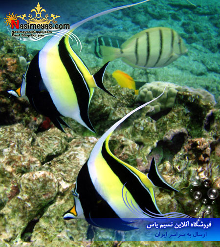 فروش موریش آیدل آب شور moorish idol