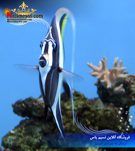 فروش موریش آیدل غذا خور آب شور