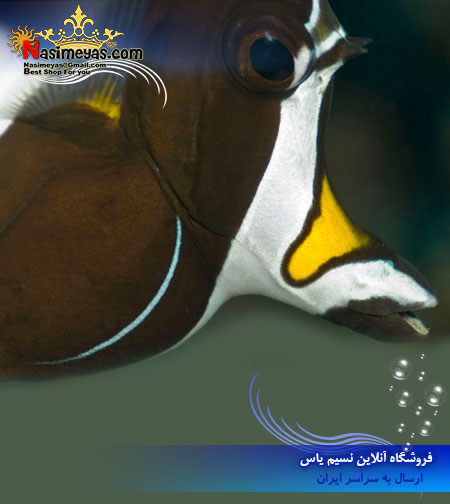 moorish idol