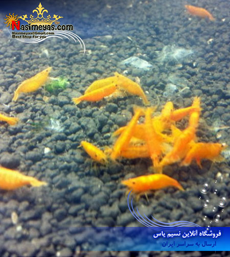 میگو اورنج orange freshwater shrimp آب شیرین