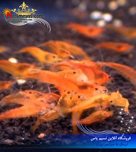 میگو اورنج orange freshwater shrimp آب شیرین