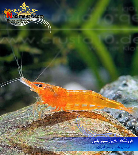 میگو اورنج orange freshwater shrimp آب شیرین