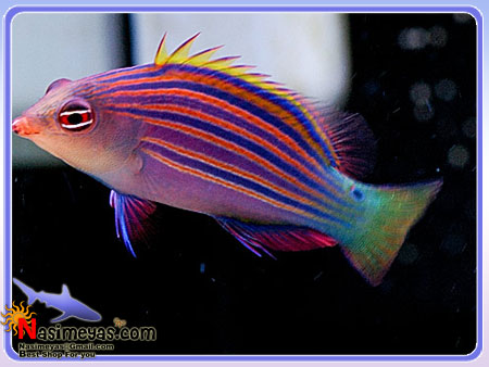 فروش ماهی راس شش خط Six Line Wrasse