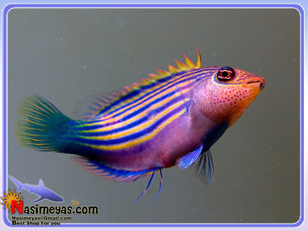 فروش ماهی راس Six Line Wrasse