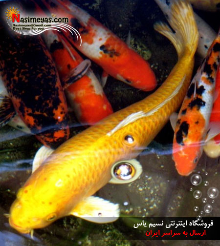 فروش غذای ماهی کوی بزرگ در زمستان جی بی ال_ KOI Energil midi