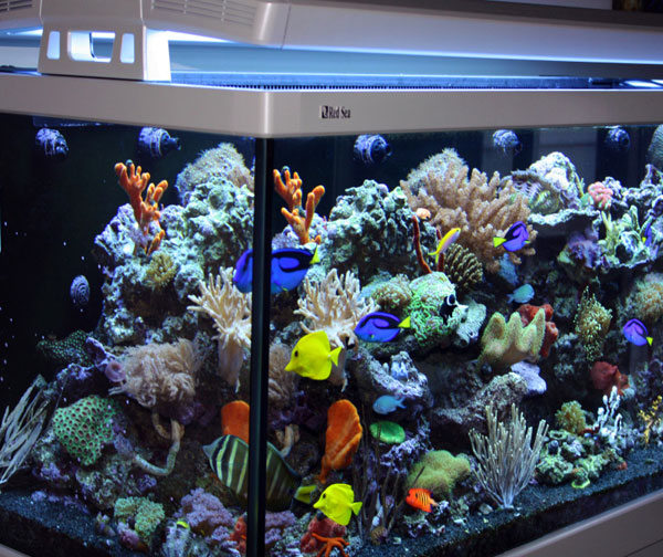 فروش آکواریوم آماده 139 سانت مدل S500 رد سی redsea آلمان