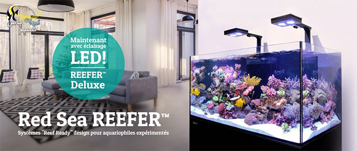 آکواریوم ریفر Reefer رد سی Red sea