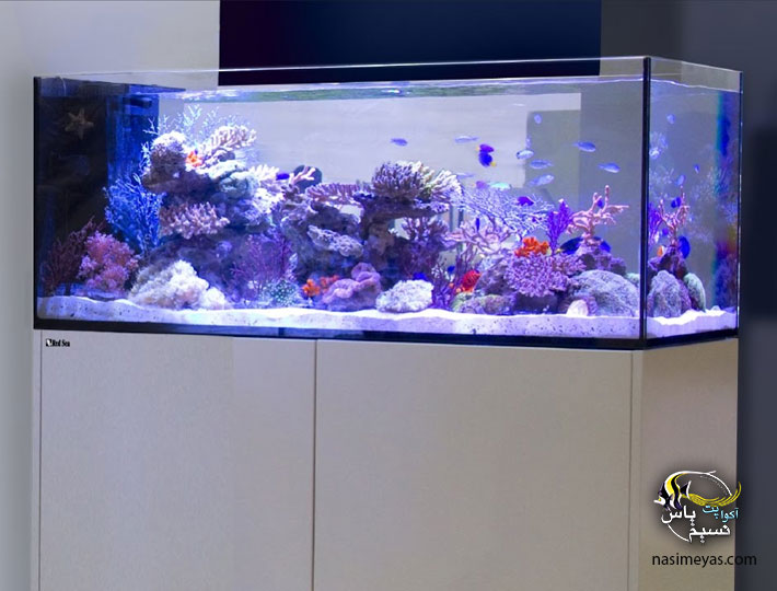 Red Sea Reefer Peninsula P500