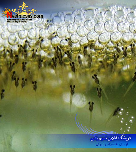 فروش Sera MICRON