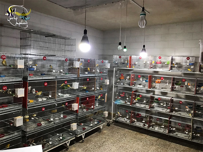 Atlantic bird LED light 50w