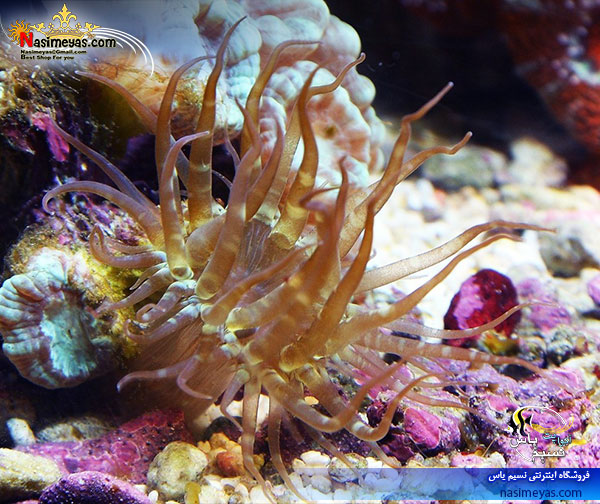 Deep Ocean Aiptasia remover solution