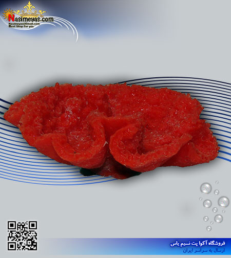 دکور مرجان مصنوعی کد 136 کورال کالکشن