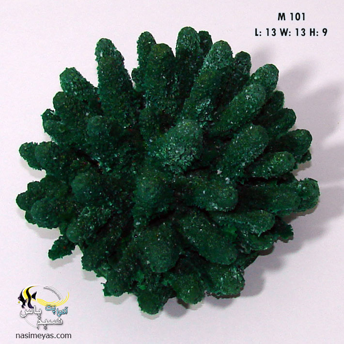 Coral Collection Gem Coral