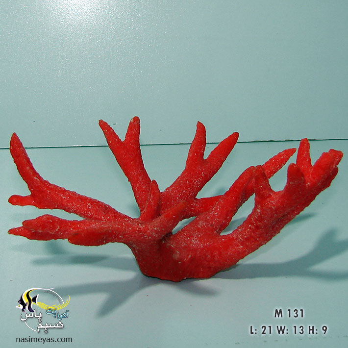 Staghorn Coral