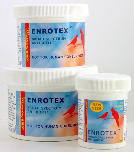 morning bird Enrotex