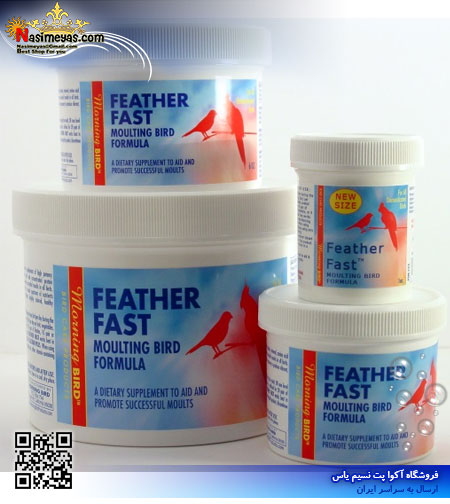 morning bird FEATHER FAST