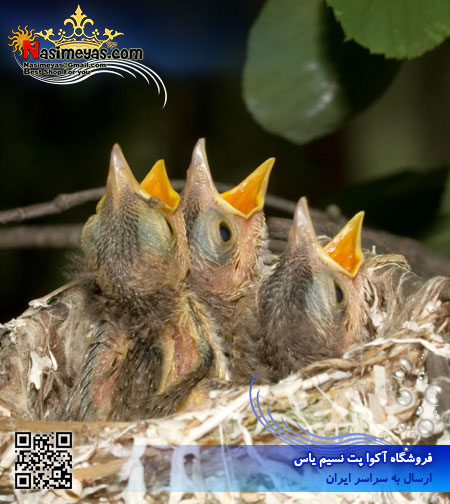 سرلاک نوزاد قناری ، مرغ عشق ، سهره 250 گرم پادوان ایتالیا