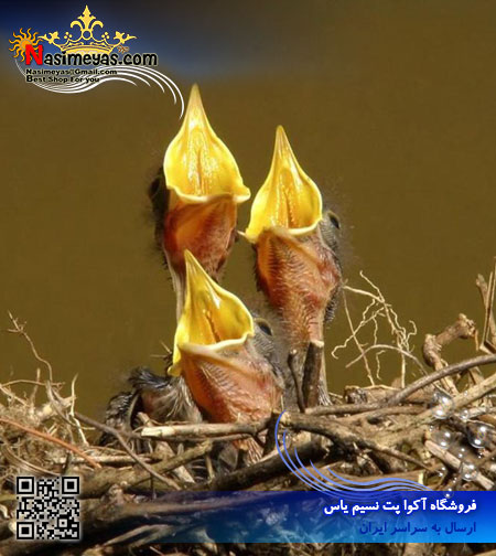 فروش سرلاک نوزاد پرندگان دانه خوار 250 گرم پادوان ایتالیا