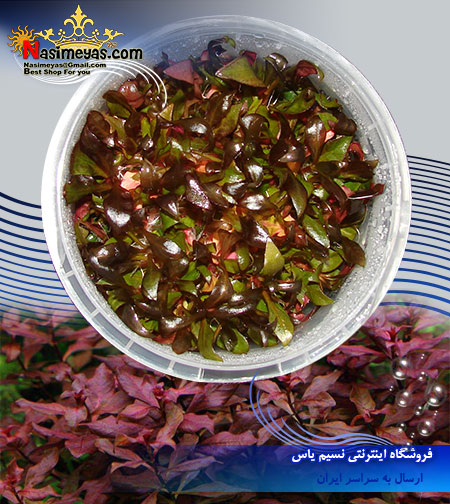 گیاه آلترنانترا رینسکی کوتوله Alternanthera reineckii پلنت