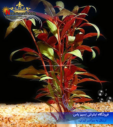 گیاه آلترنانترا رینسکی کوتوله Alternanthera reineckii پلنت
