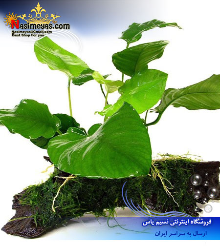 گیاه آنوبیاس بارتری بزرگ anubias barteri پلنت