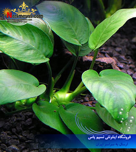 گیاه آنوبیاس بارتری بزرگ anubias barteri پلنت