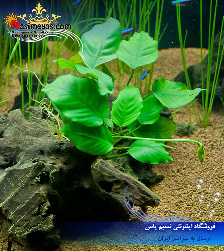گیاه آنوبیاس بارتری بزرگ anubias barteri پلنت