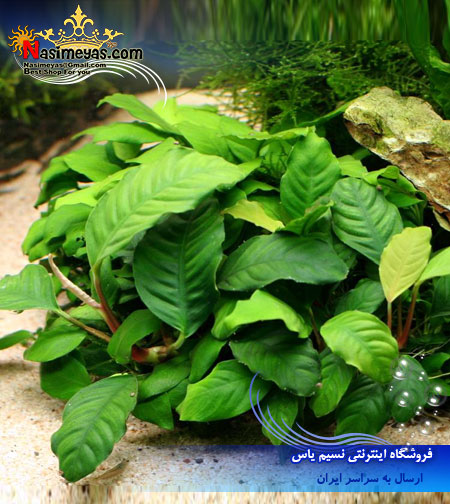 گیاه آنوبیاس بارتری بزرگ anubias barteri پلنت
