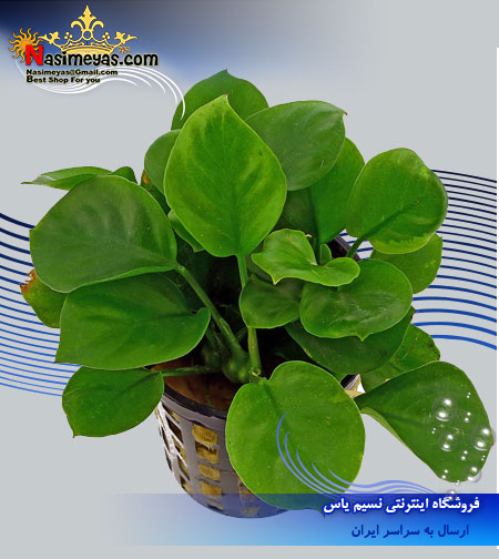 گیاه آنوبیاس بارتری کوتوله anubias barteri پلنت