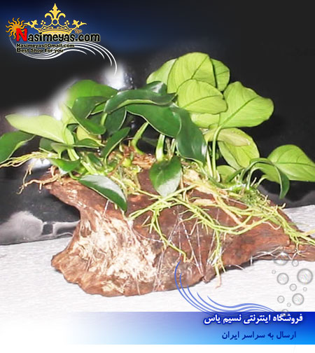 گیاه آنوبیاس بارتری کوچک anubias barteri پلنت