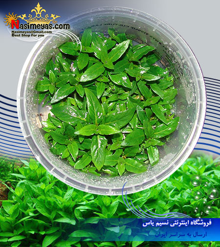 گیاه استروژن ريپنس Estrogen Ripens پلنت