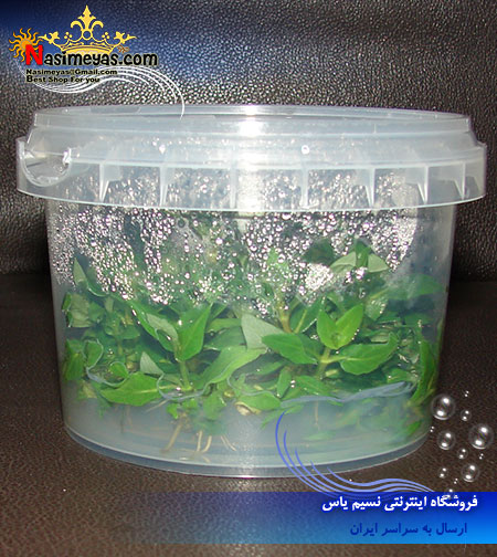 گیاه استروژن ريپنس Aquarium Plant Estrogen Ripens