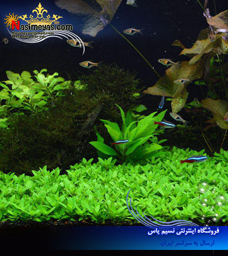 گیاه Aquarium Plant Estrogen Ripens