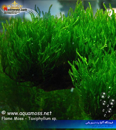 خزه شعله آب شیرین ,Flame moss